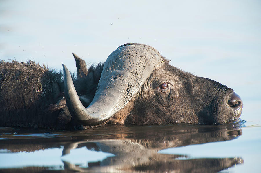 Water Buffalo Photograph by Boezie