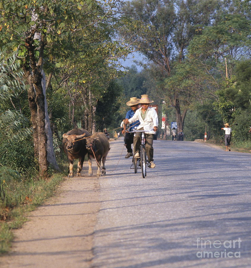 Water Buffalo Photograph by Chris Selby - Fine Art America