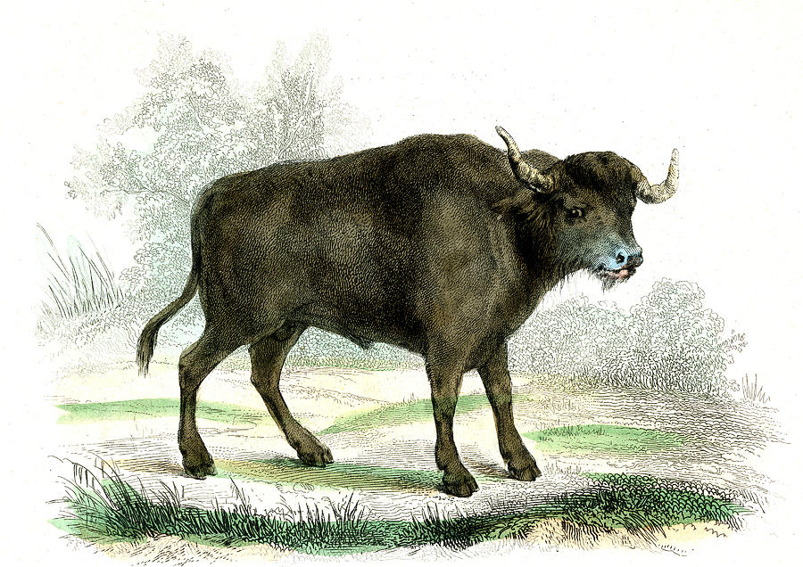 Hand Drawn Asian Water Buffalo Stock Vector - Illustration of beast,  farmer: 230440945