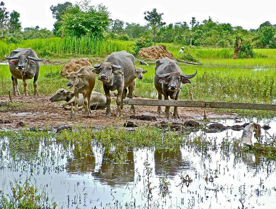 Water Buffalo in Angkor Wat Archeological Park near Siem Reap-Cambodia Photograph by Ruth Hager
