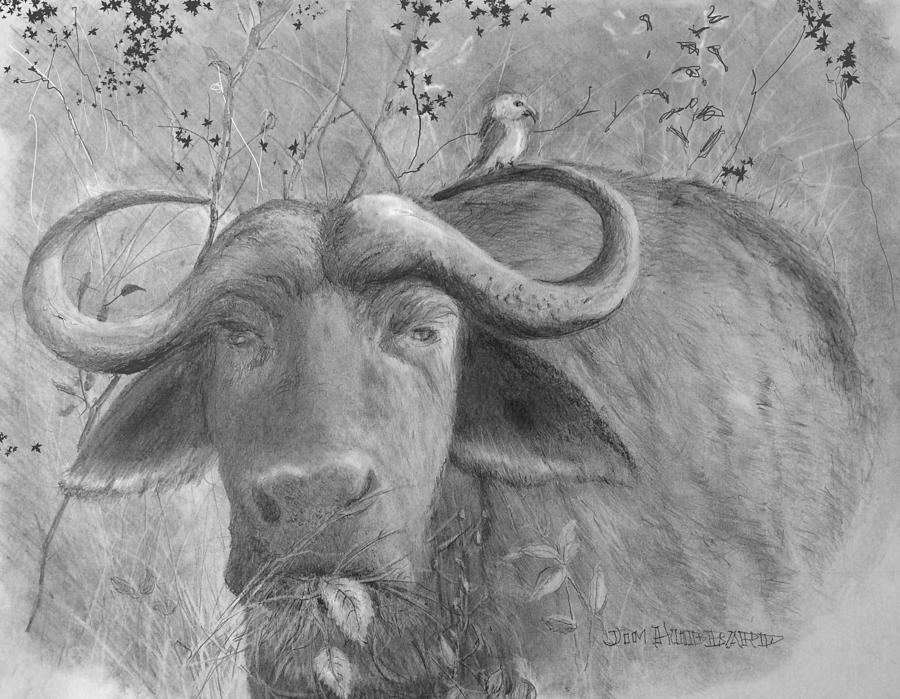 Cape Buffalo Drawing by Mary Rogers - Pixels