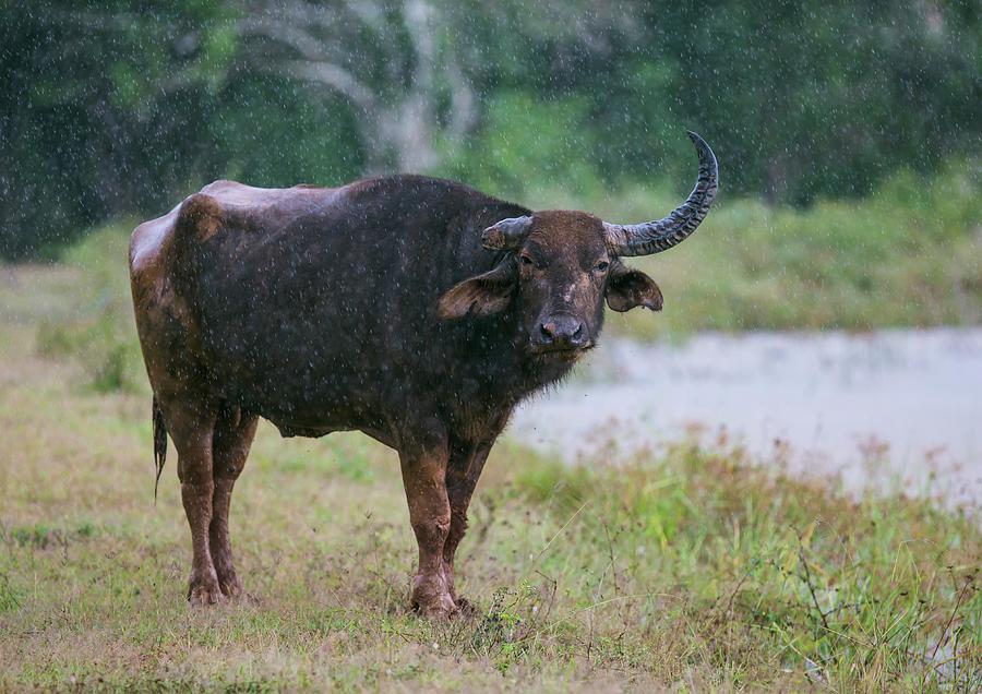 Water Buffalo Photograph - Water Buffalo by Peter J. Raymond Water Buffalo Photograph - Water Buffalo by Peter J. Raymond