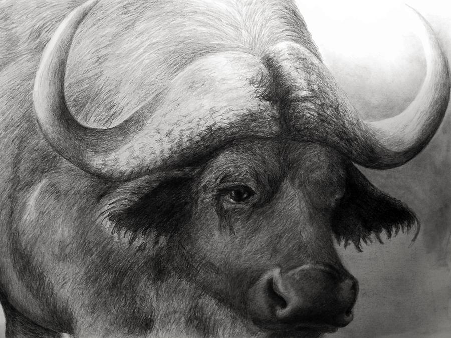 Water Buffalo (Bubalus bubalis) Dimensions & Drawings | Dimensions.com
