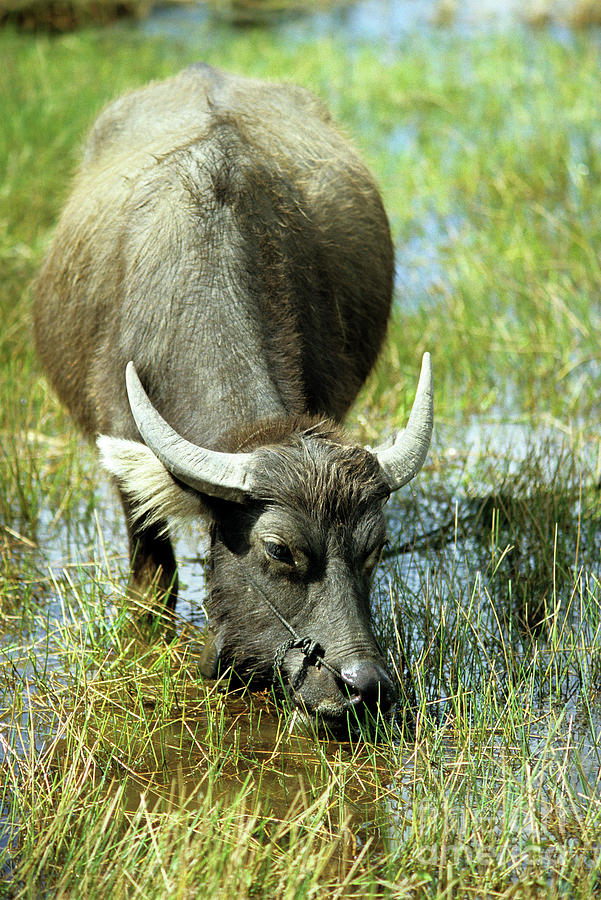 Water Buffalo Photograph by Rick Piper Photography