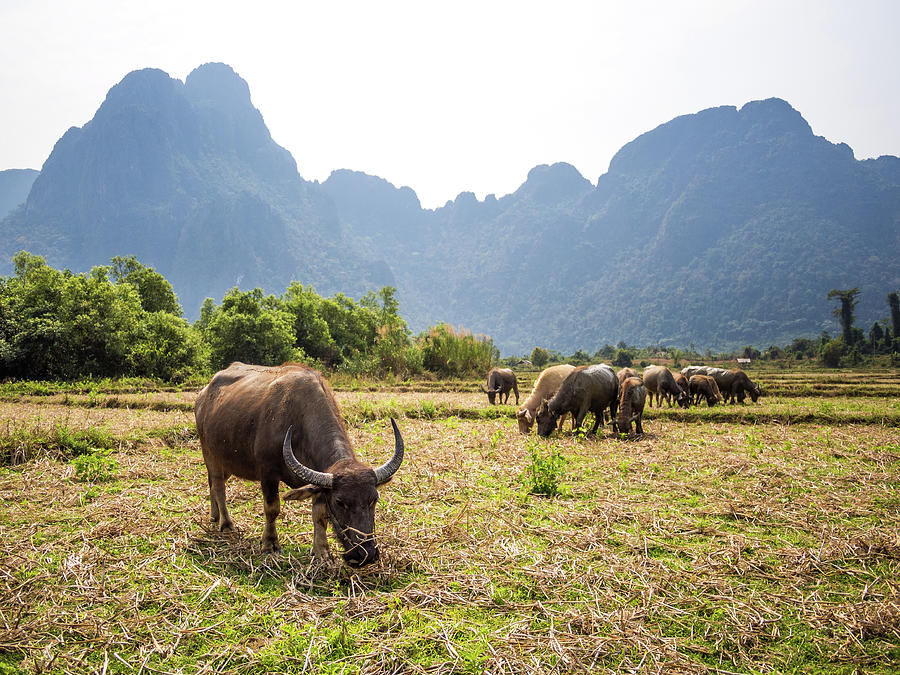 Water Buffaloes With Karst Mountains Photograph by Miha Pavlin