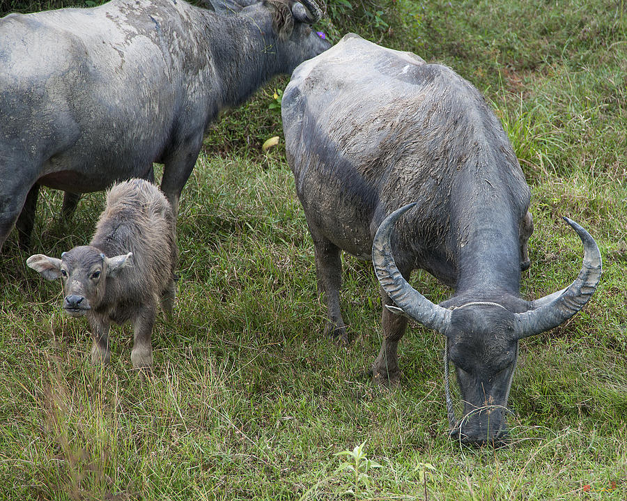 Water Buffalos and Calf DTHP428 Photograph by Gerry Gantt