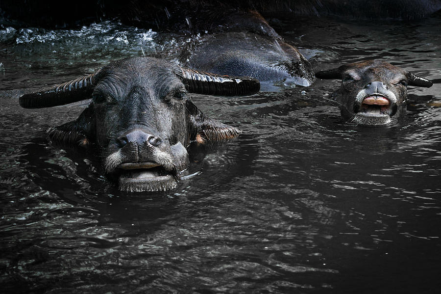 Buffalo Photograph - Water Buffalos  by Soren Egeberg