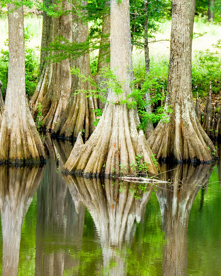 Swamp Photograph - Water Color Reflections by Geoff Mckay