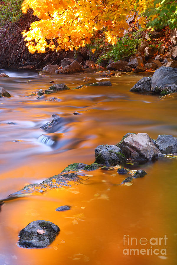 Water Color Gold Photograph by Bill Singleton
