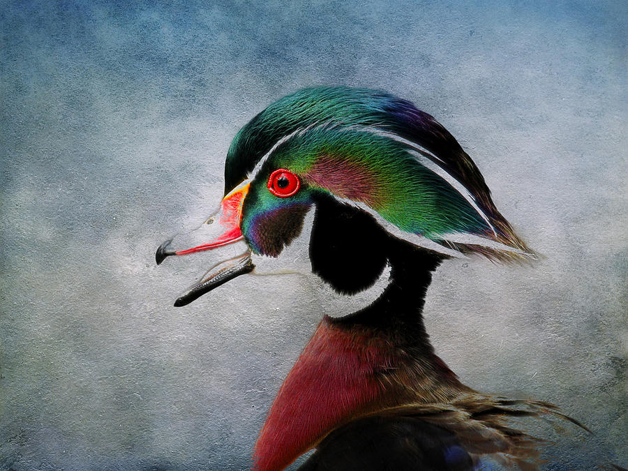 Water Color Wood Duck Photograph by Steve McKinzie