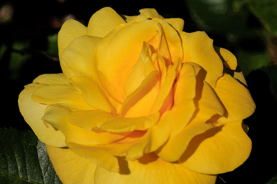 Water Color Yellow Rose Photograph by Tikvahs Hope