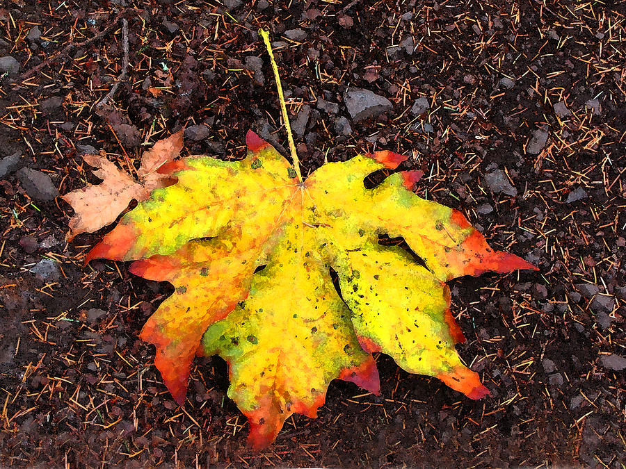 Water colored Leaf - Autumn Photograph by Marie Jamieson