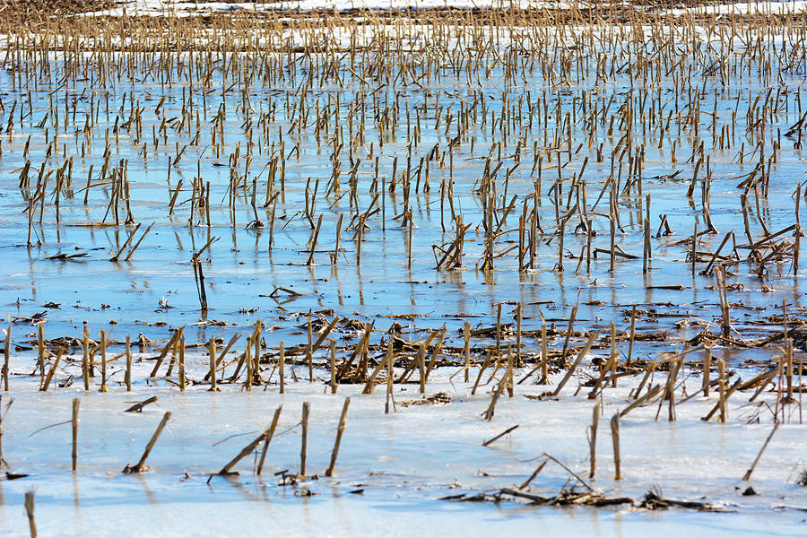 Water covered cornfield Photograph by Tracy Winter