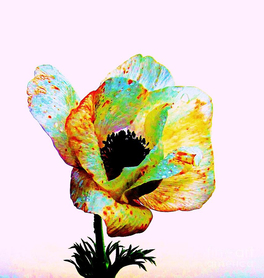 Flowers Still Life Photograph - Water damaged Anenome by C Lythgo
