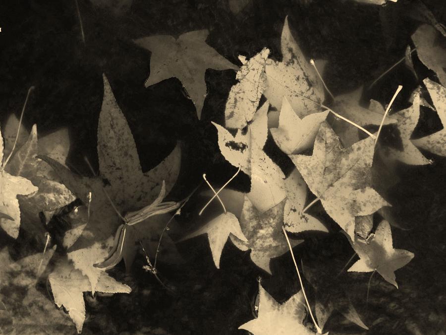 Water Dance of the Leaves  Sepia Tone  Photograph by Charles Lucas