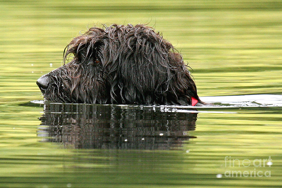 Water Dog Photograph by Butch Lombardi