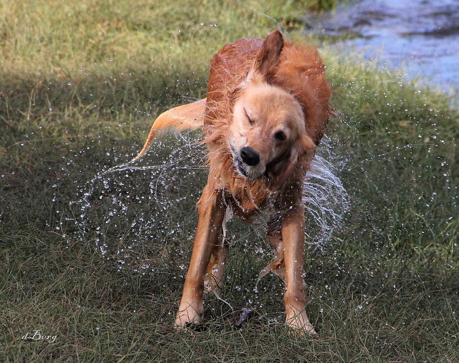 Water Dog Photograph by Douglas Berg