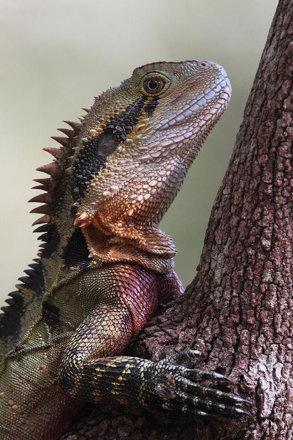 Water Dragon Photograph by Bruce J Robinson