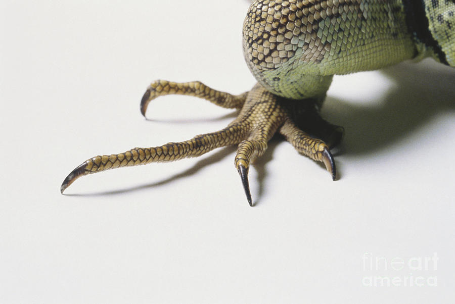 Animal Photograph - Water Dragon Foot by Zack Burris Inc/Okapia