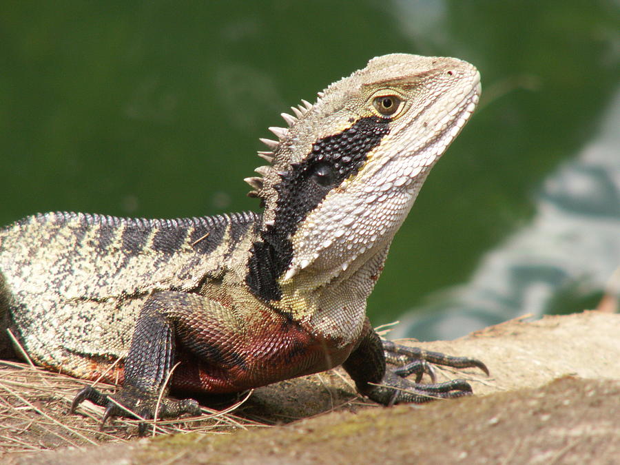 Water Dragon Profile by David Rich Water Dragon Profile by David Rich