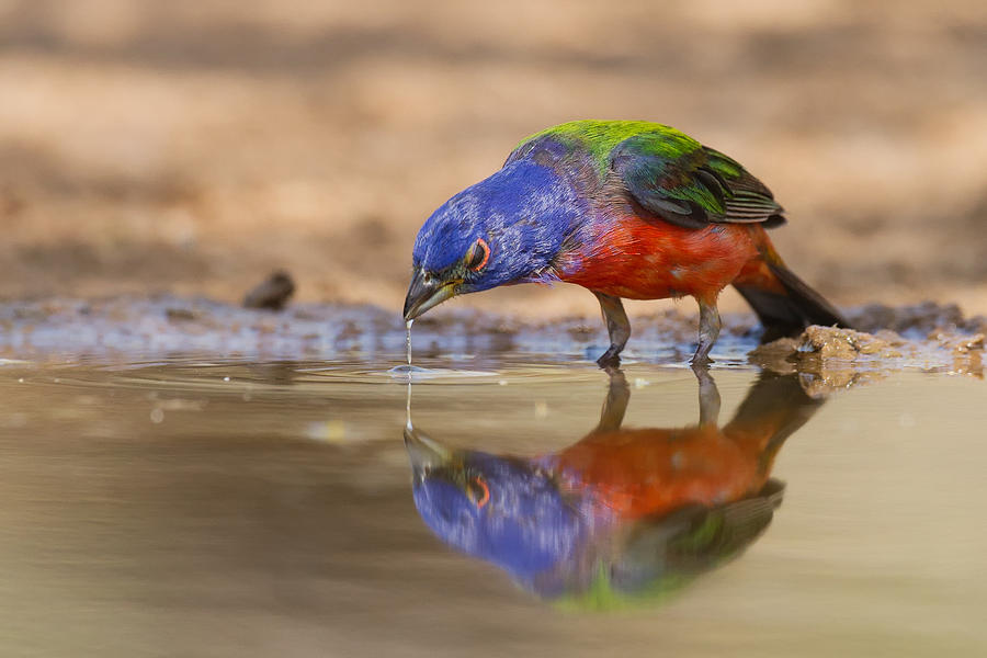 Water Drip Photograph by Kurt Bowman - Fine Art America