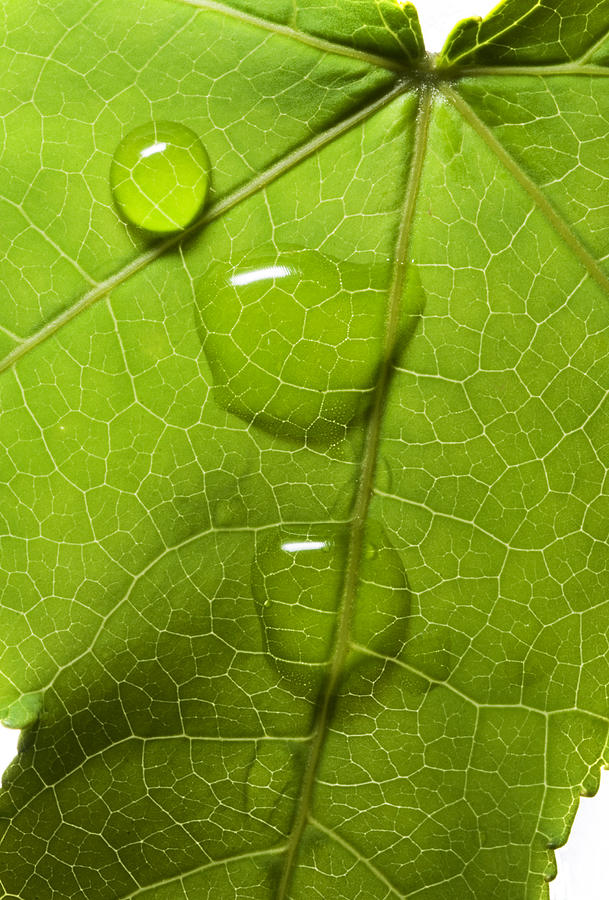 Water Drop Green Photograph By Ismar Almeida - Pixels