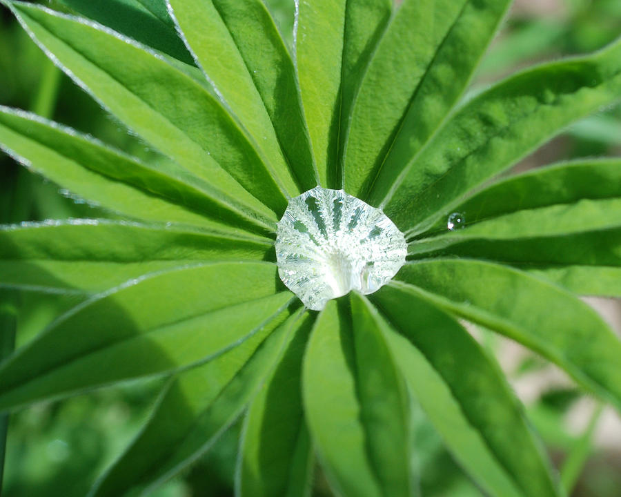 Water Drop by Jan Piet Water Drop by Jan Piet