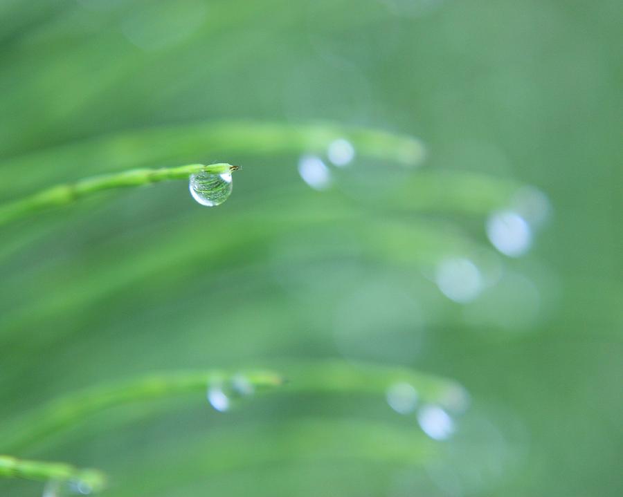 Water Drop Photograph by Janita Court | Fine Art America