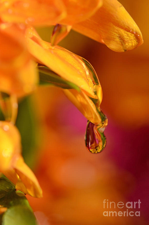 Water Drop Photograph by Laura Mountainspring