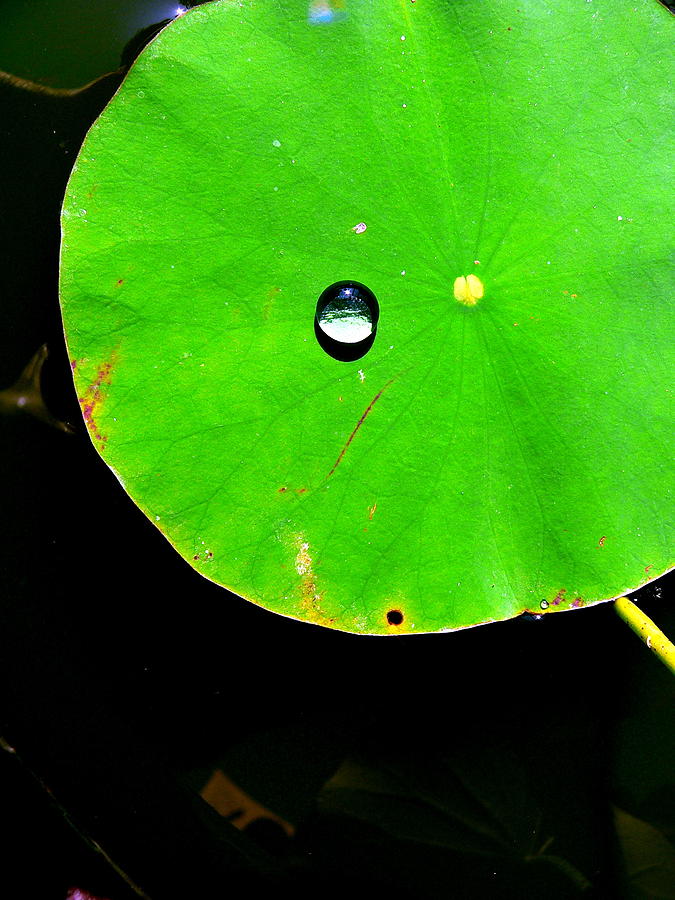 Water Drop Lily Pad Photograph by Jeff Lowe
