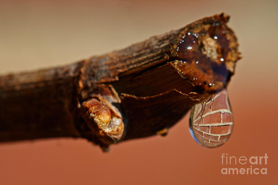 Water drop on a branch Photograph by Nick  Biemans
