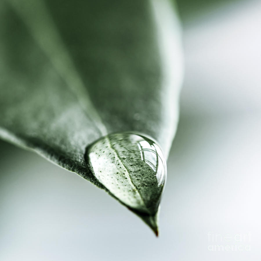 Water drop on leaf 2 Photograph by Elena Elisseeva