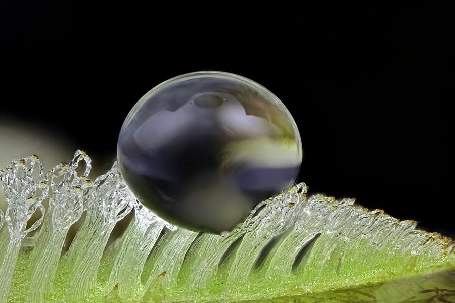 Water Drop On Salvinia Sp. Trichomes Photograph by Frank Fox