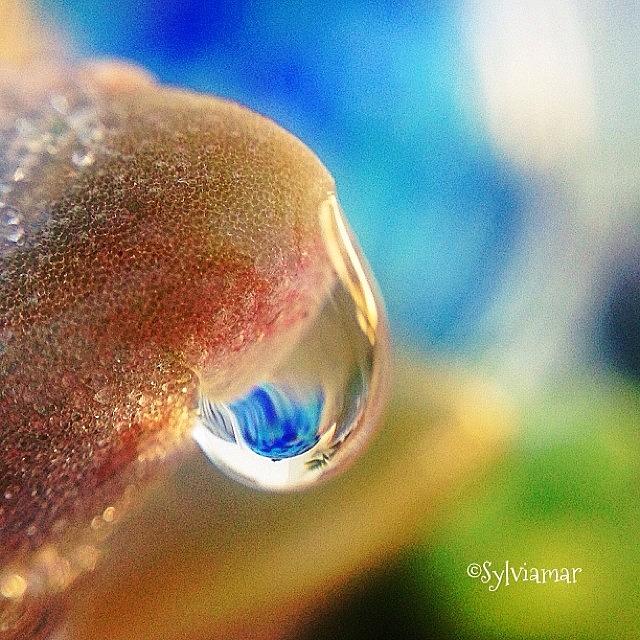 Water Drop On Succulent Leave Photograph by Sylvia Martinez
