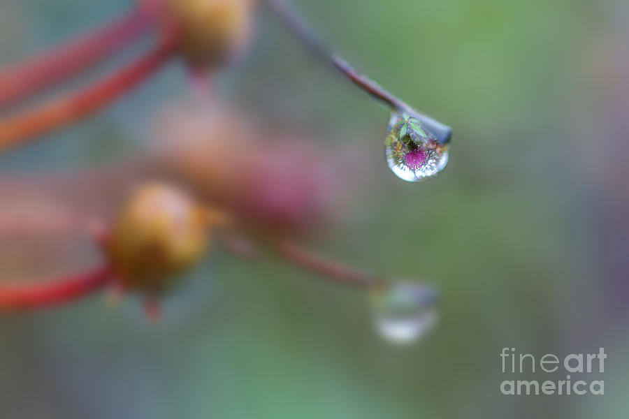 Water drop reflection Photograph by Dan Friend