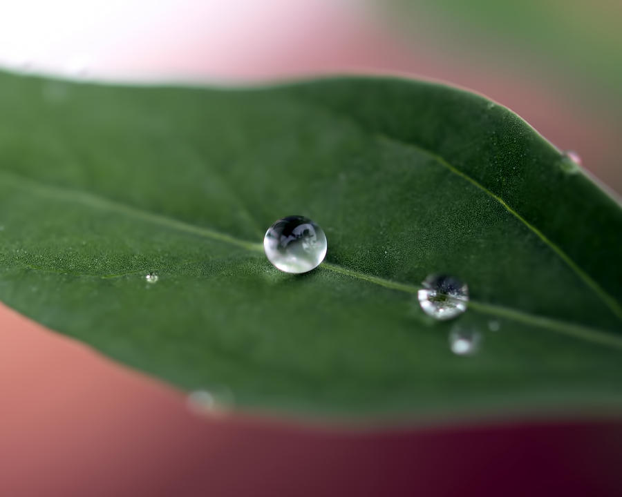 Water Drop Photograph by Robert Gaughan