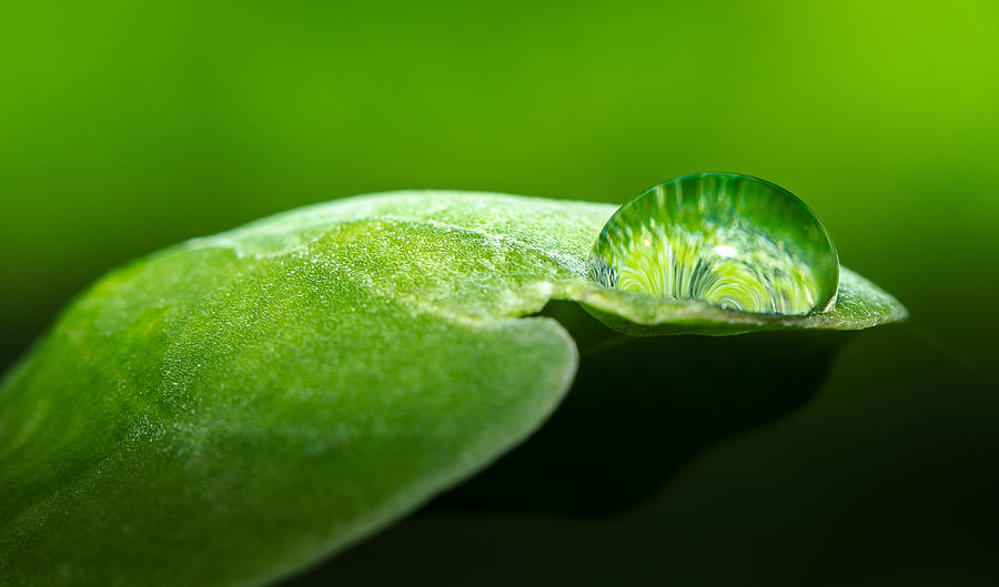 Honolulu Photograph - Water drop by Tin Lung Chao