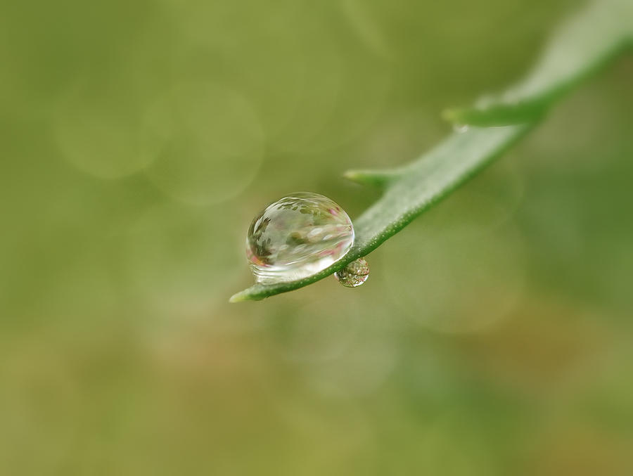 Water drop Photograph by TouTouke A Y - Fine Art America