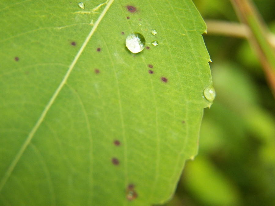 Water Droplet Bubble on Green Leaf Photograph by Corinne Elizabeth Cowherd