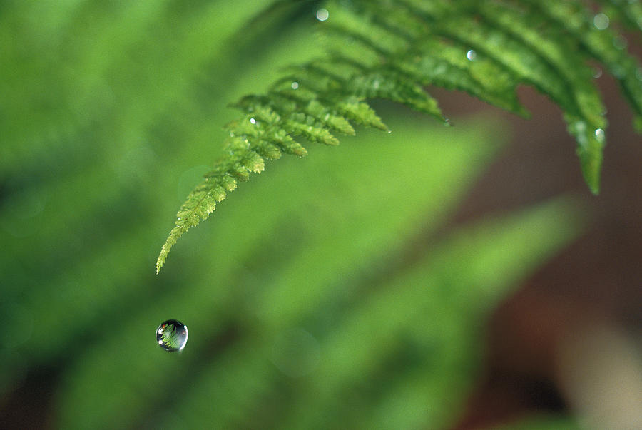Water Droplet Falling From Fern Leaf Photograph by Michael Durham
