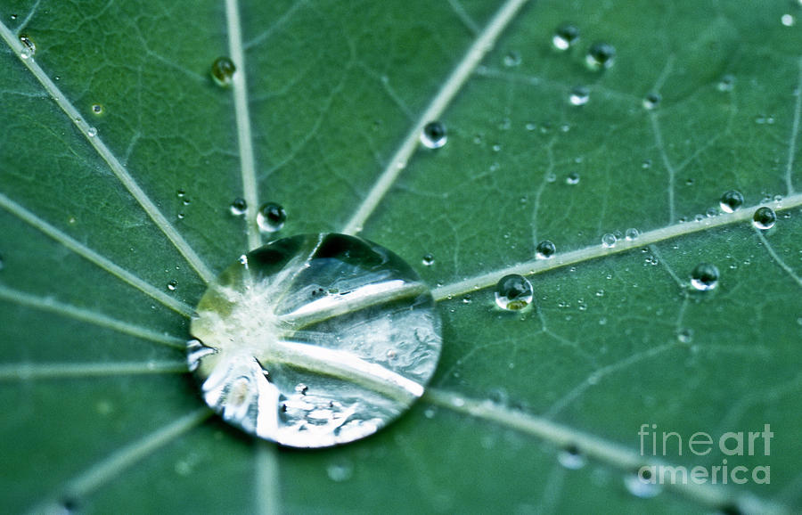Water droplet on a lotus leaf Photograph by Heiko Koehrer-Wagner