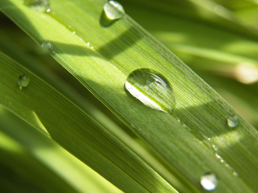 Water Droplet on Green Photograph by Corinne Elizabeth Cowherd