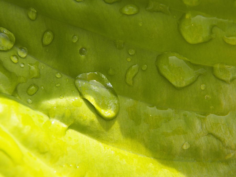 Water Droplet on Leaf Photograph by Corinne Elizabeth Cowherd
