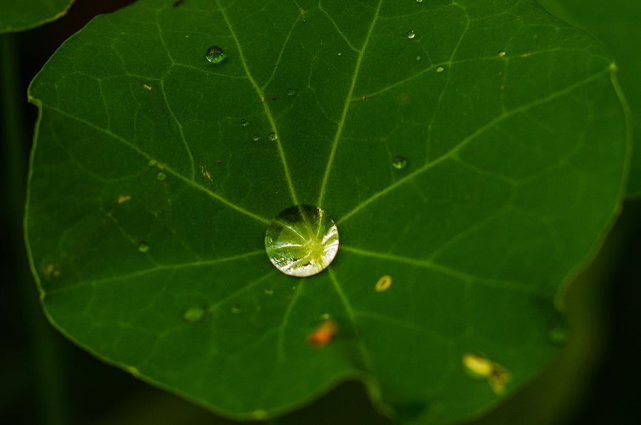 Water Droplet on Leaf Photograph by Teresa Herlinger