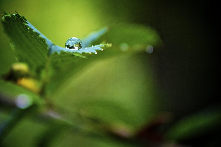 Water Droplet Photograph By Patrick Mccarthy - Fine Art America