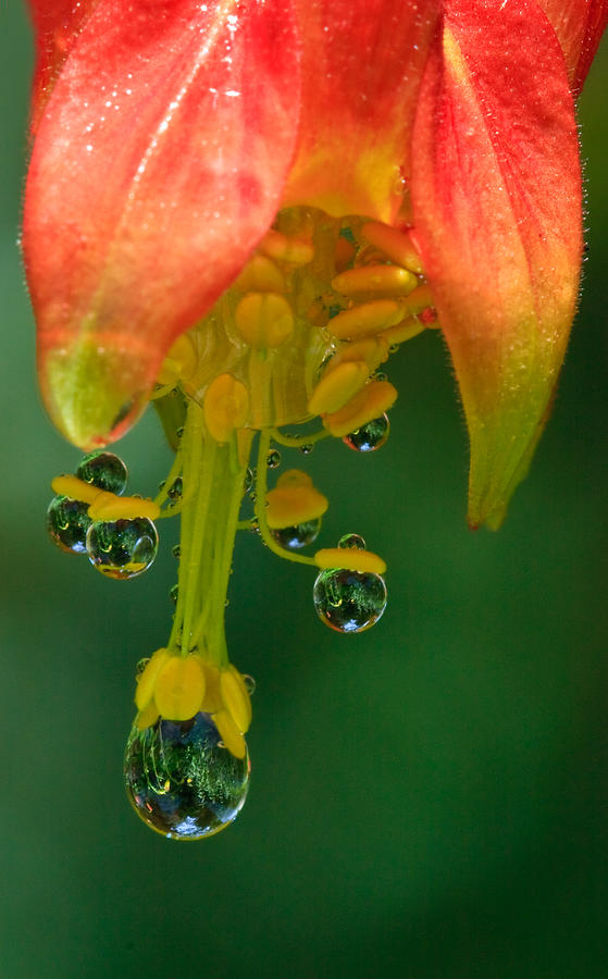 Water Droplets Photograph by Beth Sargent
