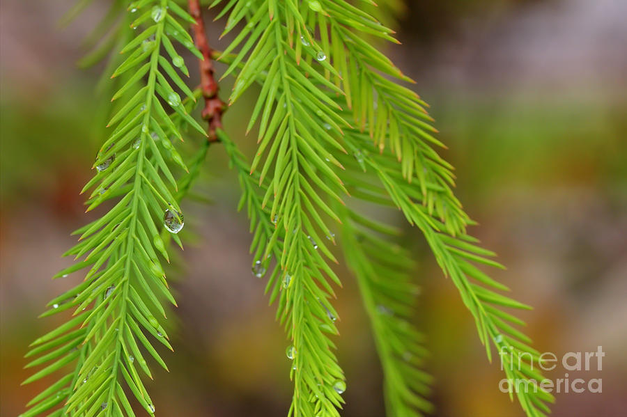 Water Droplets Cypress Foliage Photograph by Ules Barnwell