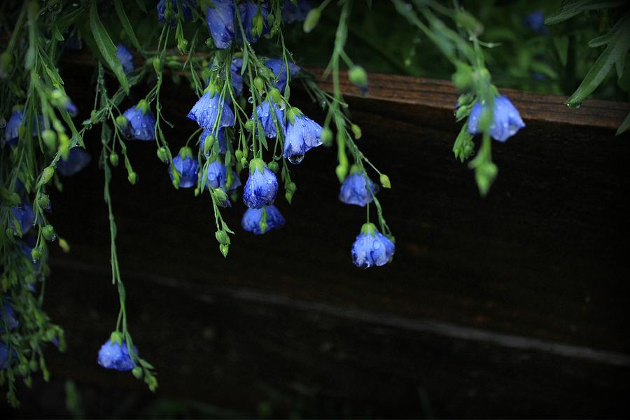 Water Droplets en Bleu Photograph by Elizabeth Sullivan