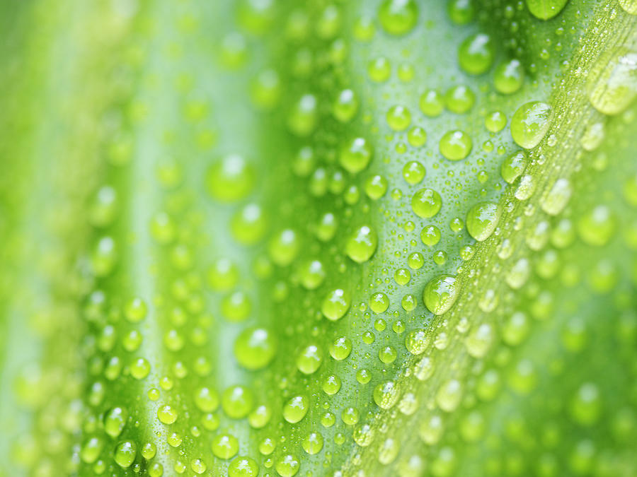 Water Droplets Photograph by Jeremy Hudson