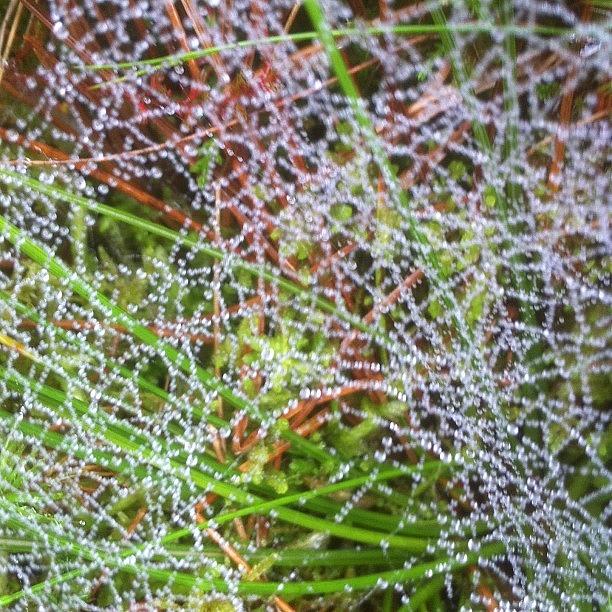 Water Droplets On A Spiders Web. Does Photograph by Liam Green